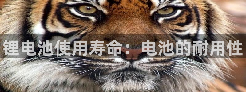 尊龙人生就是博中国区